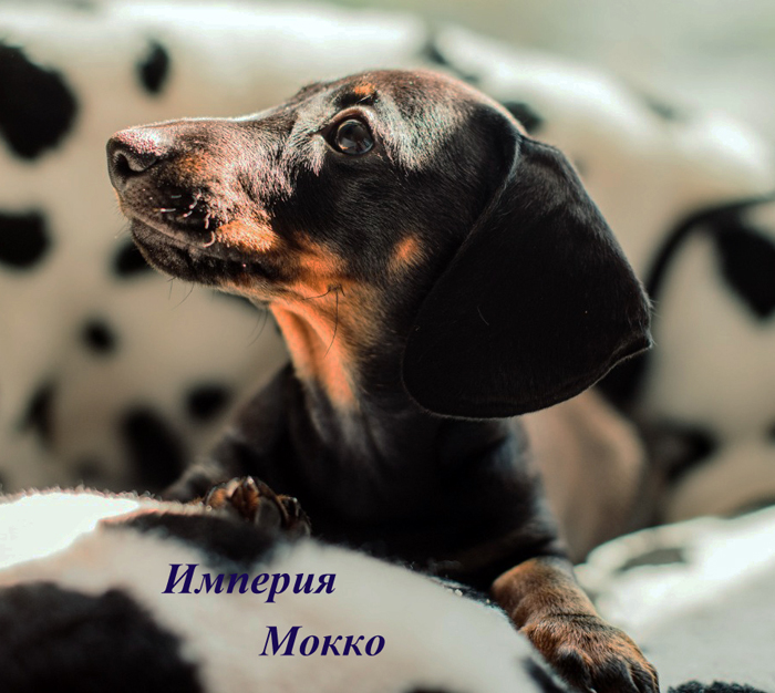 Щенок таксы миниатюрной г/ш, девочка черно/подпалая, питомник Империя Мокко