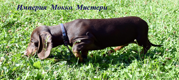 Щенки таксы кофейно/подпалого окраса питомника Империя Мокко, РКФ