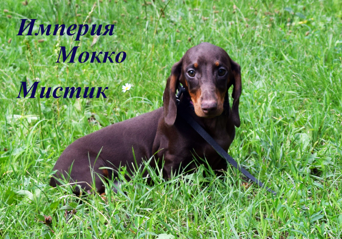 Щенок таксы стандартной гладкошерстной кофейно/подпалого (темный шоколад) окраса питомника империя Мокко