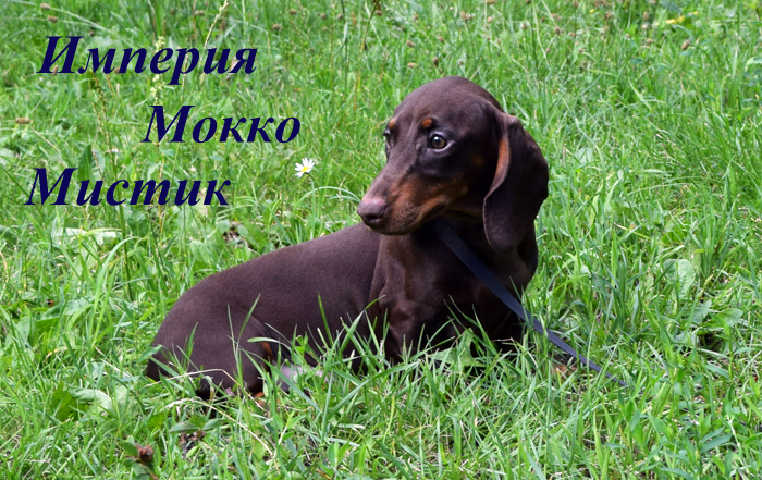 Щенок таксы кофейно/подпалого окраса, сука, питомник Империя Мокко