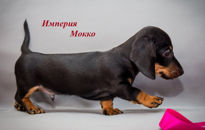 Щенок таксы кроличьей , мальчик черно/подпалый