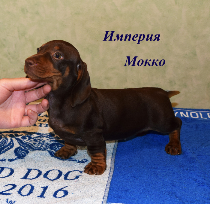 Щенки таксы гладкошерстной, суки кофейного окраса, элитное разведение