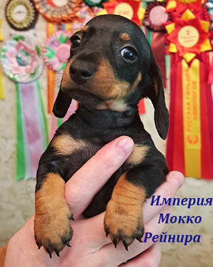 Щенок таксы миниатюрной гладкошерстной черно подпалого окраса девочка с геном кофе питомник Империя Мокко купить сука карликовой таксы