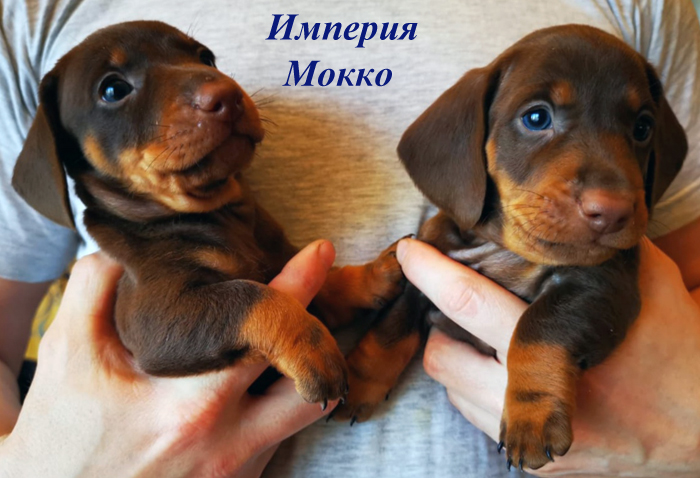 щенка таксы купить кофейного коричневого окраса