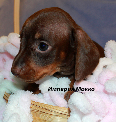 купить щенка таксы миниатюрной кроличьей шоколадного кофейного окраса питомник Империя Мокко
