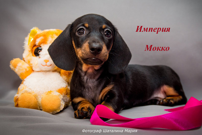 щенок кроличьей таксы, черно/подпалый кобель, питомник Империя Мокко