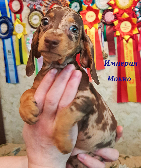 щенок таксы стандарной миниатюрной кофейно мраморного окраса питомник Империя Мокко сука девочка коричнево мраморная