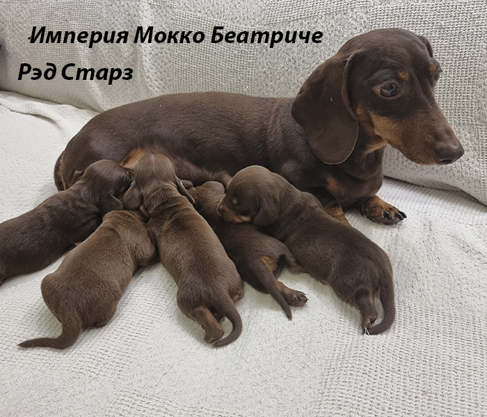 Такса миниатюрная гладкошерстная Империя Мокко Беатриче Рэд Старз со щенками кофейно/подпалого окраса Беларусь
