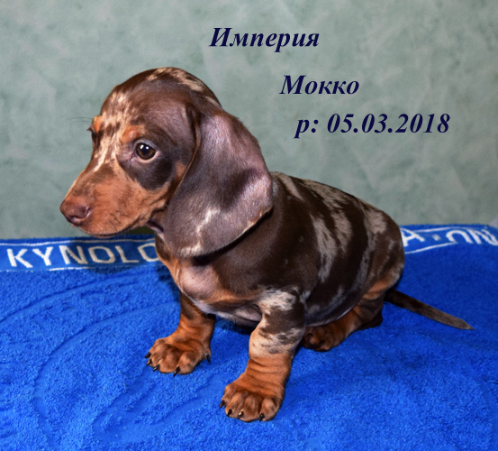 Щенок таксы кофейно мраморного окраса, кобель, питомник Империя Мокко