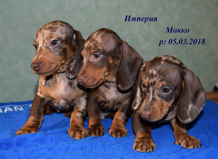 Щенки питомника Империя Мокко