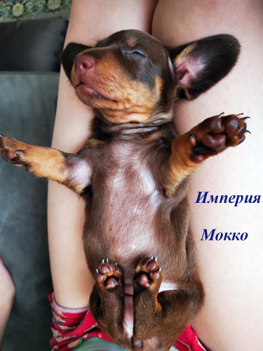 щенок таксы кофейного окраса питомник Империя Мокко