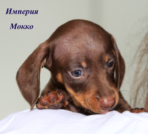щенки кроличьей таксы кофейного окраса, питомник Империя Мокко