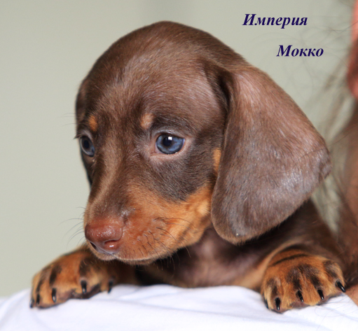 щенок таксы миниатюрной, кофейно/подпалый кобель