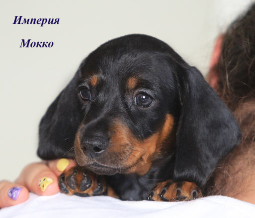 Щенок таксы миниатюрной, черно/подпалый кобель